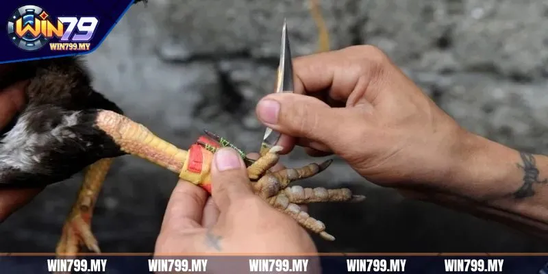 Đá gà cựa dao được hiểu như thế nào?